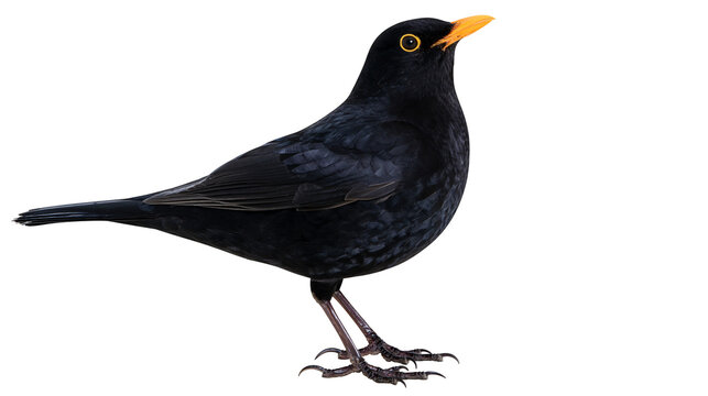 Blackbird with yellow beak and eye ring