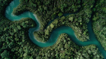 Obraz premium Aerial View of a Winding River Through a Lush Borneo Rainforest