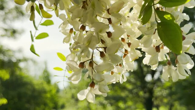 Delicate white acacia blossoms hang gracefully from leafy branches. Warm sunlight shines through the fresh canopy. The beautiful flowers bring a calm and peaceful feeling to the forest.