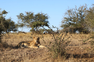Naklejka premium Afrikanischer Löwe / African lion / Panthera leo