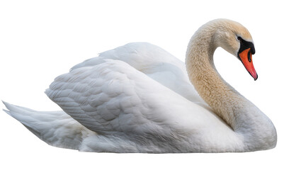 White swan with orange beak and black eye resting © Fried