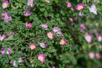 Fototapeta premium Wild rose bush with pink and yellow blooms in soft morning light