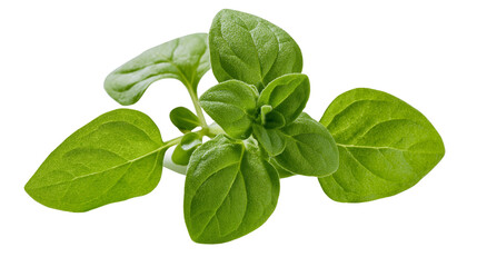 Fresh green oregano herb sprigs with leaves © Gael