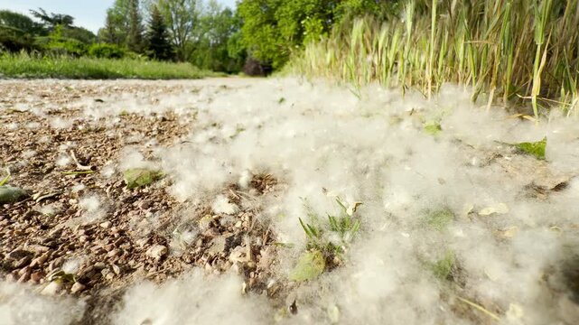 Thick white poplar seeds blanket the ground. The cottony fluff accumulates along a dirt path next to tall green grass. The sunny outdoor scene has a peaceful and quiet feel.