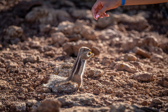 View of a Barbary ground squirrel standing on volcanic rocks while a person reaches out to feed it near the Calderon Hondo volcano Las Palmas, Canarias, Spain.