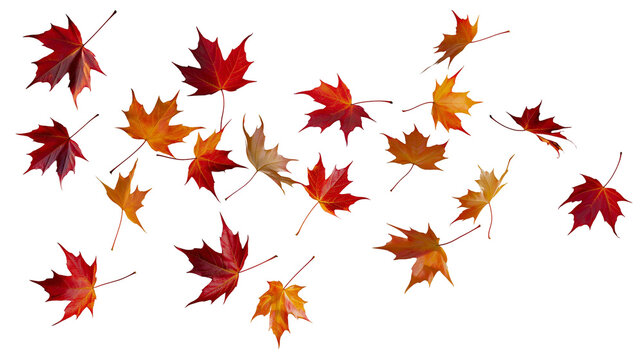 Scattered red and orange maple leaves in autumn