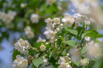 Fototapeta premium White jasmine flowers on green leafy branches in soft sunlight