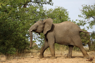 Fototapeta premium Afrikanischer Elefant / African elephant / Loxodonta africana
