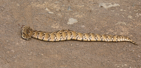 Fototapeta premium Puffotter / Puff adder / Bitis arietans arietans