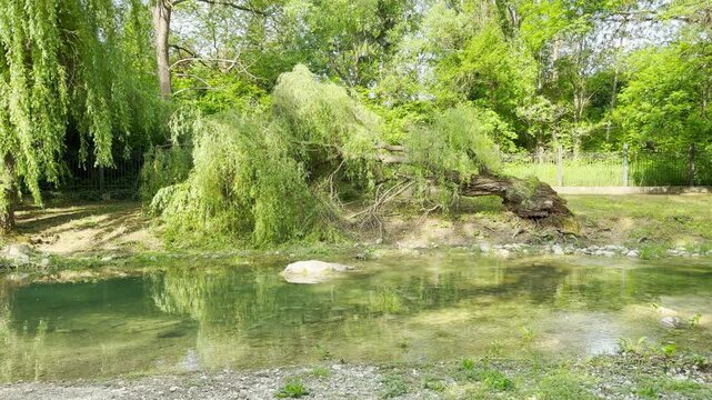 A large weeping willow tree grows sideways along the bank of a peaceful stream. Its long green branches drape gracefully over the clear water. The surrounding environment is full of vibrant summer fol