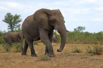 Fototapeta premium Afrikanischer Elefant / African elephant / Loxodonta africana