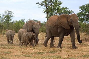 Fototapeta premium Afrikanischer Elefant / African elephant / Loxodonta africana
