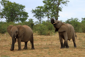 Fototapeta premium Afrikanischer Elefant / African elephant / Loxodonta africana