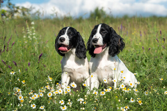Two cute cheerful white long-eared puppies of the hunting spaniel breed sit on a meadow among spring flowers. Walking with dogs in the spring on a flowering meadow.