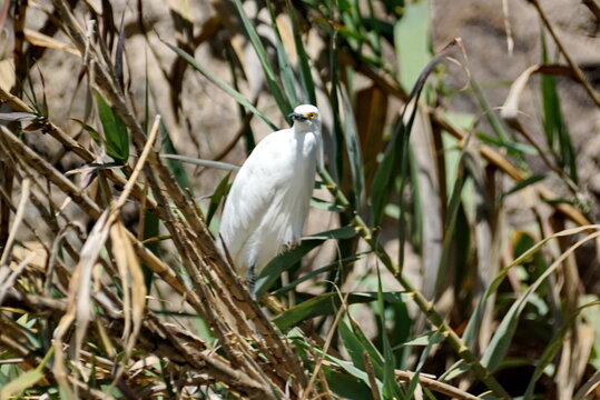 Cattle egret (Bubulcus ibis) on the shore of Yambo Lagoon outside of Latacunga, Ecuador