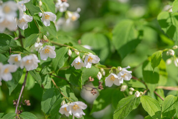 Fototapeta premium Delicate white jasmine blossoms on green leafy shrub in soft sunlight