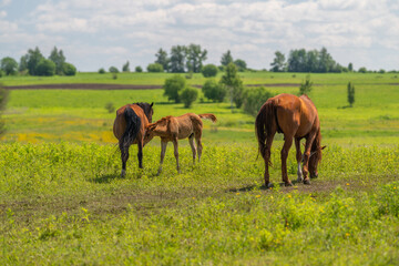 Obraz premium Three horses grazing in a sunlit green meadow