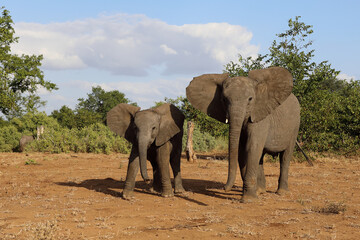 Fototapeta premium Afrikanischer Elefant / African elephant / Loxodonta africana