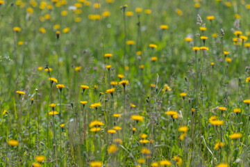 Fototapeta premium Field of yellow wildflowers in summer meadow