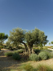 Olive tree stands in the garden surrounded by various plants under a clear blue sky in a warm season during daytime © Piotr