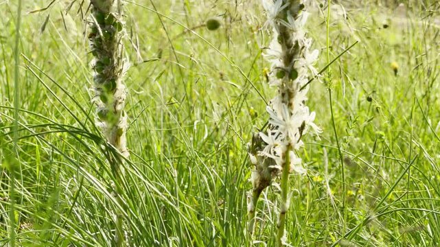 Two tall spikes of a white asphodel plant stand out in a meadow. The wild white flowers and green seed pods are surrounded by dense grass under bright daylight.