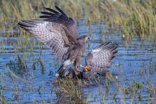 Snail Kite Battle