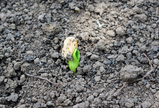 Young plant sprouting from pumpkin seed in soil in garden