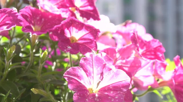 Blooming Pink Petunia bud Flowers Background. Summer plant in pot.