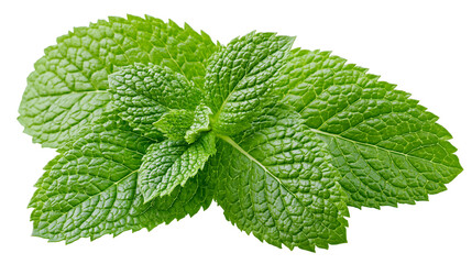 Fresh green mint leaves with serrated edges © Isolde