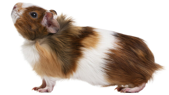 Tri-colored guinea pig with fluffy fur standing on white
