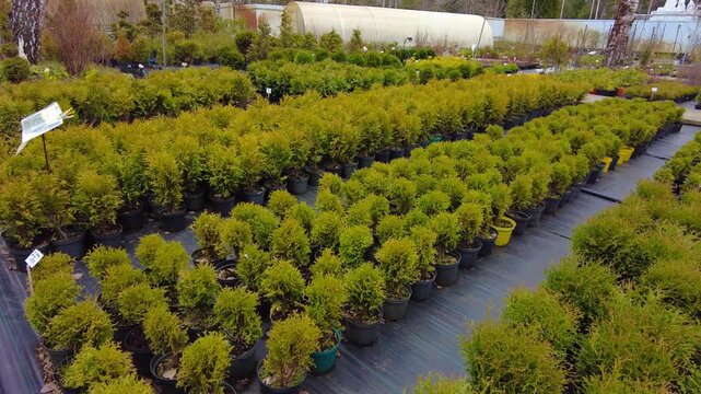 A garden center is shown with many small plants placed in pots. The plants are lined up in neat rows on a long mat. Some plants have bright green leaves while others have a yellow shade. 