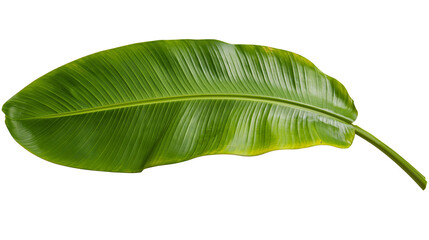 Large green banana leaf with prominent veins and yellowing edges © Isolde