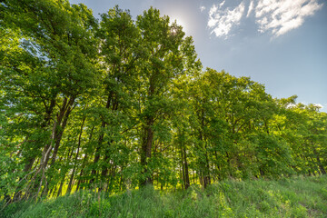 Fototapeta premium Sunlit row of mature deciduous trees on grassy hillside