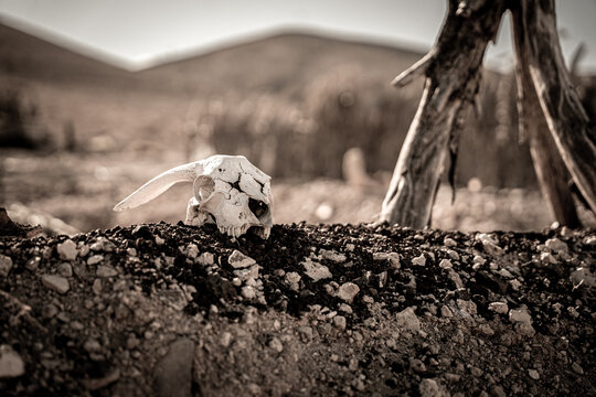 View of a goat skull resting on a dark volcanic soil mound with blurred hills and wooden posts in the background El Cotillo, Canary Islands, Spain.