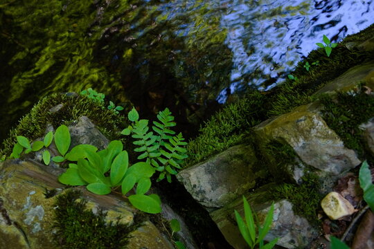 Fern Growing Among Moss Covered Rocks at Glenrock Branch