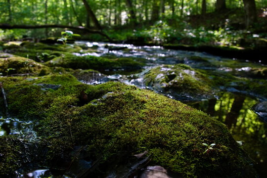 Moss Covered Rocks Along Glenrock Branch on Natchez Trace Parkway