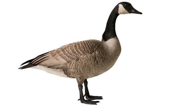 Canada Goose standing profile view