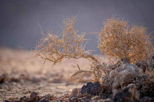View of a thorny desert shrub growing among volcanic rocks under soft light at the base of the Calderon Hondo volcano Las Palmas, Canarias, Spain.