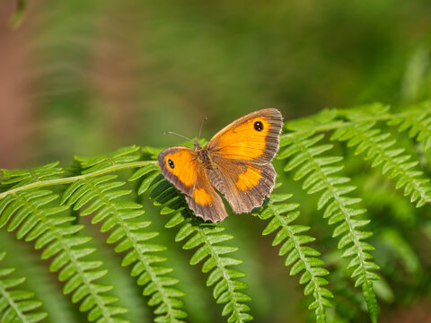 Gatekeeper Butterfly on a Fern