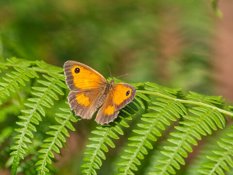 Gatekeeper Butterfly on a Fern