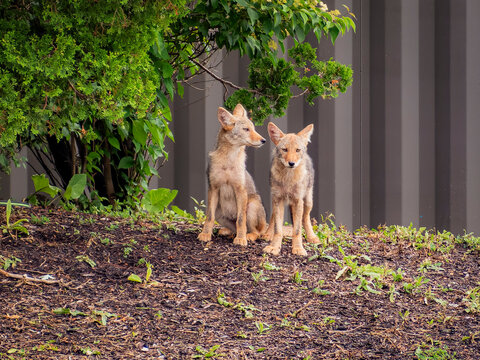 Two young coyote pups stand alert on a mulched hill beneath green bushes against a dark corrugated metal wall