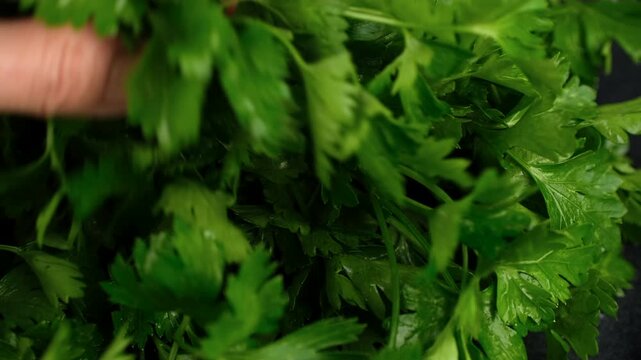 Hand hold Heap of Fresh parsley leaves, close up