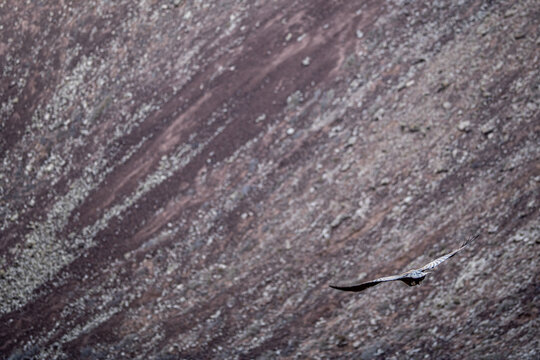 View of a Black Raven flying against the steep, rocky slopes of the Calderon Hondo volcano in Las Palmas, Canarias, Spain.