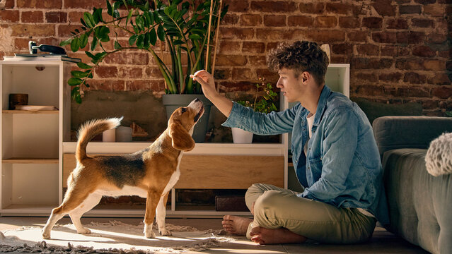 Young man training beagle dog with reward command during obedience session at home. Concept of dog training, positive reinforcement, pet education, responsible ownership, animal behavior.