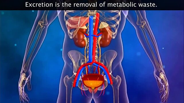 Excretion process in human body