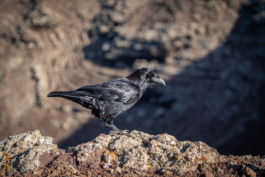 View of a black raven perched on the rocky rim of the Calderon Hondo volcano crater in Las Palmas, Canarias, Spain.