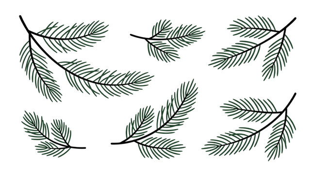 Hand Drawn Pine Tree Branches and Fir Needle Foliage Illustration Set for Winter Nature Design