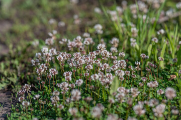 Obraz premium Low angle close-up of wild clover meadow with dew