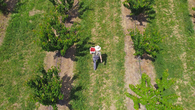 Farmer picking fresh red cherries on a farm. Drone point of view.