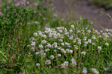 Fototapeta premium White clover blooms in wild grassy meadow